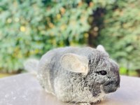 Siyah (Black Velvet) Çinçila / Chinchilla 1 Yaşında
