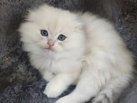 İstanbul içi 7/24 Adrese teslim British longhair