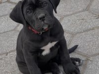 Cane Corso Yavru