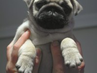 Pug Mops Dişi yavrumuz