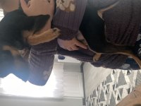 Gece 1 buçuk yaşında erkek pinscher