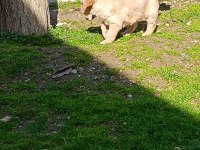 35 günlük macar golden retriever bebekler