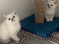 British yavrularımız yeni sahiplerini arıyor