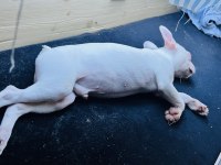 Bembeyaz Tatlı French Bulldog