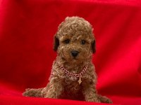 Orjinal toy poodle kore yavrularımız teslime hazır