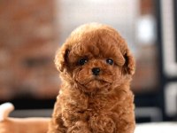 Toy Poodle Yavrularım