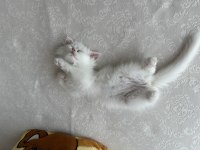 Mavi göz yavru iran kedisi