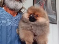 Orijinal Pomeranian Boo