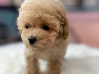 Efsane Maltipoo Yavruları