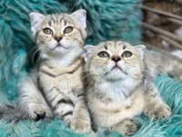 Güzel british shorthair yavrular yeni yuvalarını arıyor