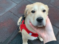 Labrador dora ömürlük yuvasını arıyor
