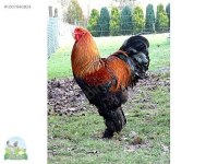 Gold brahma horoz