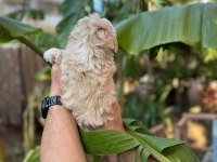 Antalya merkez maltipoo köpeğimiz