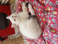 British Shorthair ve British Golden Yavrularımız