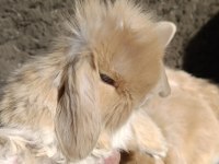 Hollanda Teddy lop tavşanı