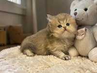 Safkan British Longhair Blue Golden Erkek Yavru