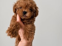 Kore yavrular maltipoo