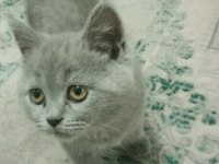 Satılık yavru british shorthair