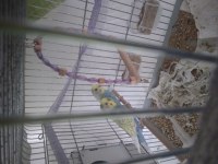 Acil 2 Takım Muhabbet Kuşu