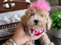 Sağlık ve ırk garantili maltipoo yavrularımız