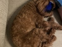 10 aylık toy poodle yavrumuz