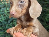 İsabella Mini Dachshund Tr de Tek