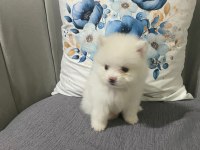 Pomeranian erkek bebek