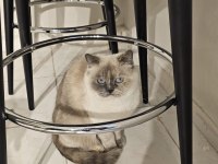 Blue Point British Shorthair Ücretsiz