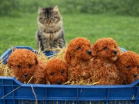 Çok sağlıklı poodle yavrular