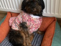 Sevimli zeki maltipoo