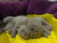 Minik british shorthair yavrularımıza yuva arıyoruz