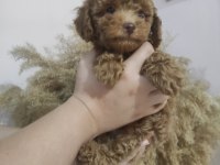 EN UYGUN EN GARANTİ BOY KORE POODLE