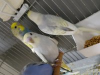 12 adet yeni yavru muhabbet kuşu