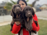 Çikolata labrador yavrularım
