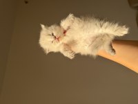 Orjinal chinchilla bebeklerim