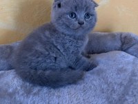SCOTTİSH FOLD YAVRULARIMIZ