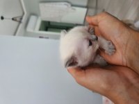 20 ŞUBAT DOĞUMLU SİYAM KEDİSİ YAVRULAR