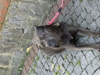 Dişi yaşında blue cane corso