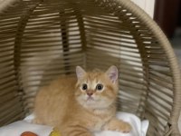 British Shorthair, Scottish Shorthair