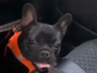 DİŞİ FRENCH BULLDOG 1 YAŞINDA