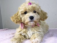 Maltipoo Safkan Köpeğim