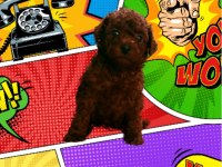 Kore toy poodle yavrularımız 