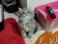 British longhair külkedisi prensesim