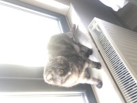 1.5 yaşında kısırlaştırma yapılmamış dişi scottish fold