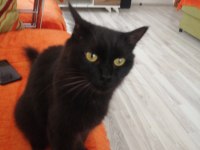 Kedimiz Karabaş Sahiplendirme