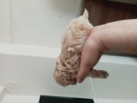 Toy poodle erkek yavrumuz