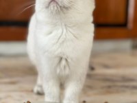 SAĞLIKLI UYSAL MİNNOŞ KEDİ