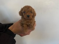 Tatlı toy poodle bebeklerim