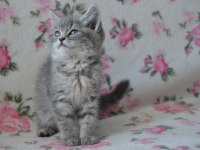 British shorthair yavrular