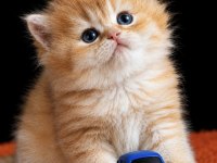 British Longhair Golden Yavrular